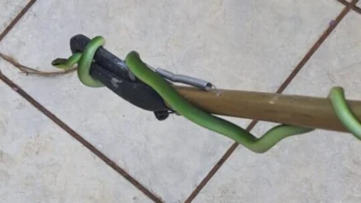 Defesa Civil resgata cobra-verde e devolve à natureza