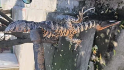 Defesa Civil resgata lagarto que estava em residência debaixo de máquina de lavar roupas