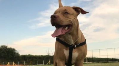 Meu animal, meu xodó