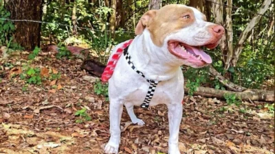 Meu animal, meu xodó