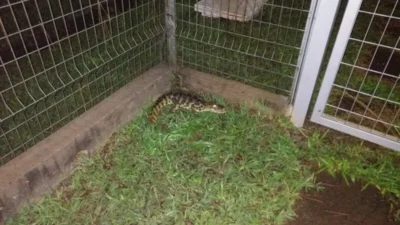 Filhote de jacaré é resgatado pela Defesa Civil