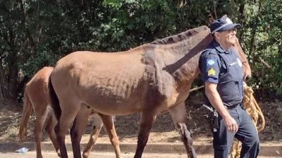 Defesa Civil e GEPAR capturam cavalos soltos