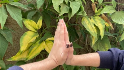 Veja os benefícios do yoga para a saúde