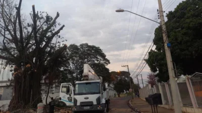 Defesa Civil, CPFL e Secretarias Municipais fazem poda de seringueira