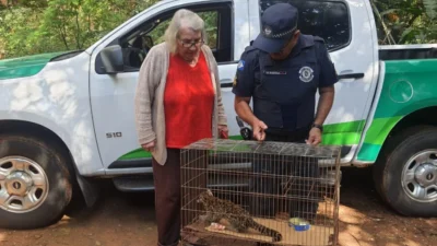 GEPAR resgata gato do mato debilitado