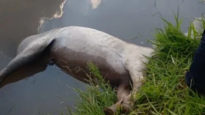 Cavalo é encontrado morto na Lagoa da Cosmo