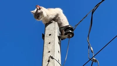 Defesa Civil resgata gato preso no alto de poste de energia