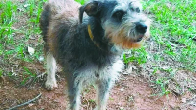 Você já pensou em adotar um animalzinho?
