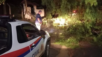 Defesa Civil remove árvore no Uirapuru