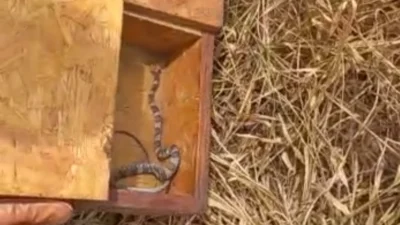 Serpente jararaca é encontrada dentro de guarda-roupa no Jardim Paulista