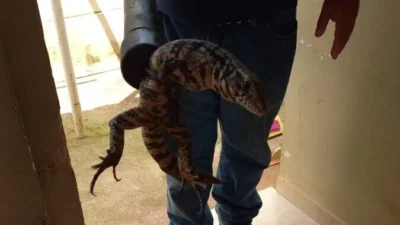 Lagarto é capturado pela Defesa Civil no quintal de residência