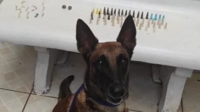 ‘Luma’ encontra mais de 80 porções de drogas numa sacola