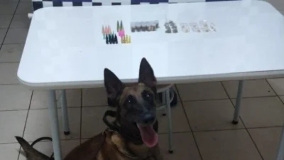 ‘Luma’ localiza sacola com mais de 60 porções de drogas