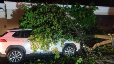 Árvore atinge carro durante temporal