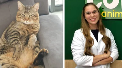 Obesidade felina e seus cuidados