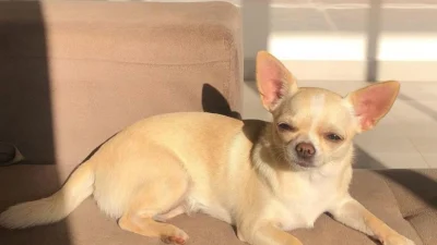 Como funcionam os cinco sentidos dos cães?