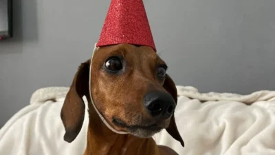 Festa para Pet: chapéu, bolo, vela e ‘parabéns’ para a Luna