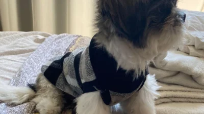Como escolher e os primeiros cuidados necessários com seu cãozinho