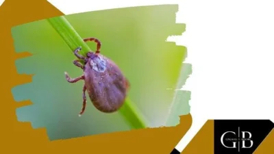 Você sabe quais ações tomar para evitar a contaminação da doença da febre maculosa?