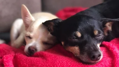 Cuidados com os pets no inverno