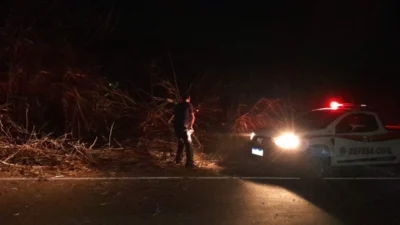 Árvore de grande porte cai e impede passagem de veículos em estrada