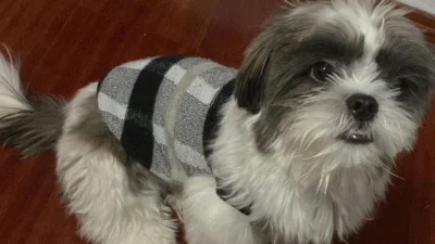 Doença periodontal em cães e gatos