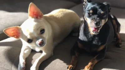 Raiva em animais tem alta taxa de mortalidade