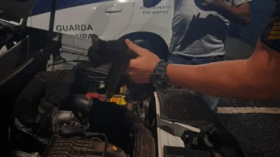 Guarda Municipal resgata filhote de gato de dentro de capô de carro