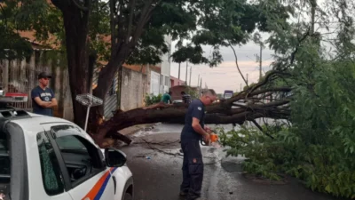 Temporal provoca queda de árvores em diversos pontos da cidade