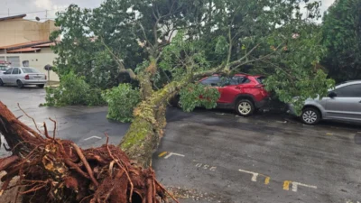Vendaval e chuva forte derrubam diversas árvores e galhos nas áreas urbana e rural