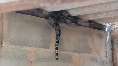 GEPAR resgata jiboia em chácara na área rural de Cosmópolis
