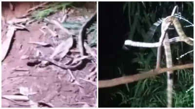 Cobra é capturada em residência no Jardim Beto Spana