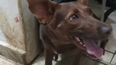 ROMU salva cachorrinha presa entre as grades