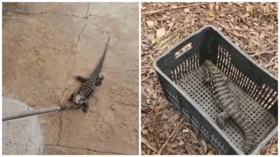 GEPAR resgata lagarto em área residencial