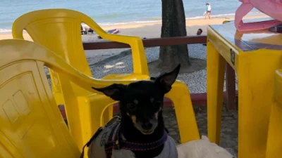 10 dicas de como cuidar do seu cão no verão