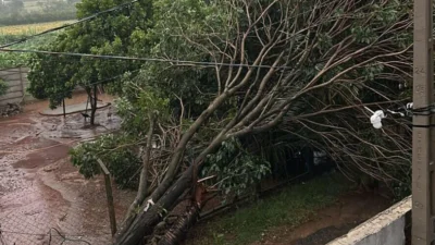 Chuva forte provoca queda de árvores e galhos em diversos pontos da cidade