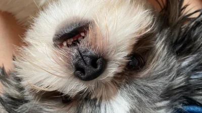 Animais braquicefálicos: uma preocupação específica