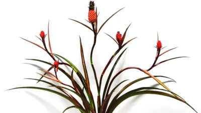 27º Veiling Market, maior feira de negócios com flores, inclui “Vitrine de Tendências”