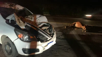Condutor de Montana se choca com cavalo na Rodovia SP 133