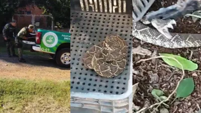 Cobra cascavel é capturada em condomínio de chácaras