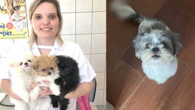 Cuidados adequados para se ter com os pets. Veja 9 erros mais comuns entre os tutores