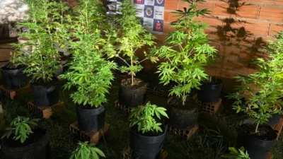 Polícia Militar encontra estufa e plantação de maconha em quintal de casa