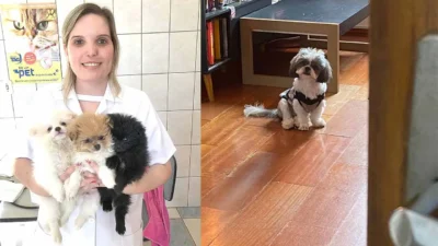 Entendendo a Síndrome de Ansiedade de Separação nos pets