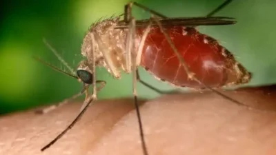 Nova linhagem do vírus responsável pela febre Oropouche pode estar ligada ao atual surto da doença, diz pesquisa