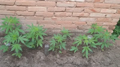 Guarda Municipal localiza 9 mudas de maconha em casa abandonada