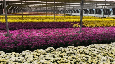 Venda de flores para Finados aumenta 6% e crescem novas formas de homenagens