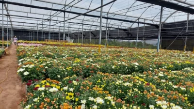 Finados ainda movimenta o mercado de flores e plantas nos quatro cantos do País