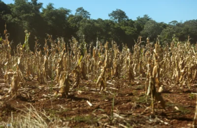 Seca prolongada afeta agricultura e aumenta custos no Brasil