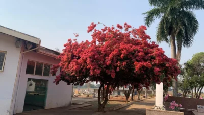 Cemitério Municipal da Saudade realiza missas e cultos em homenagem ao Dia de Finados