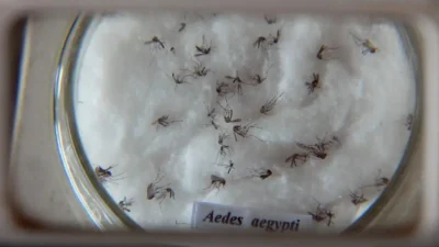 Estudo da Unicamp revela que aumento de 1ºC pode elevar casos de dengue em Campinas em até 40%